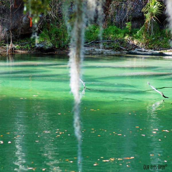 Manatees grouped together in the blue green waters at Blue Springs State Park in Orange City, Florida.