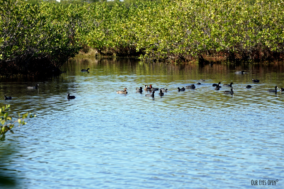 Water Water Everywhere #70 – Floating Birds
