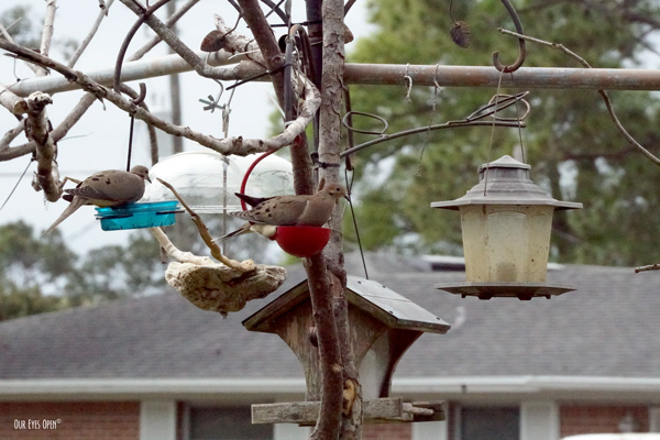 Mourning Doves feeding before the storm hits.