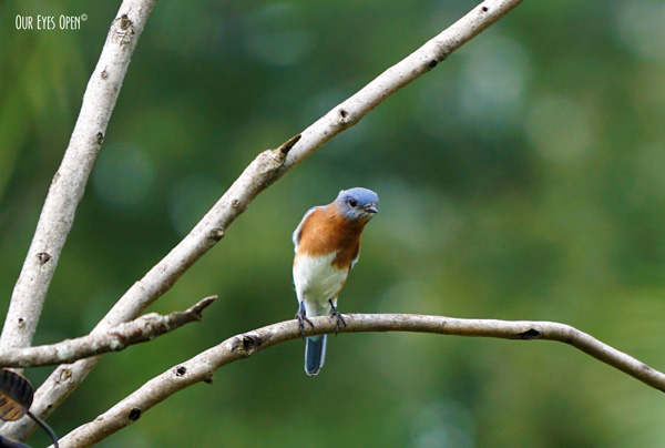 A-Z Challenge – B is for Bluebird