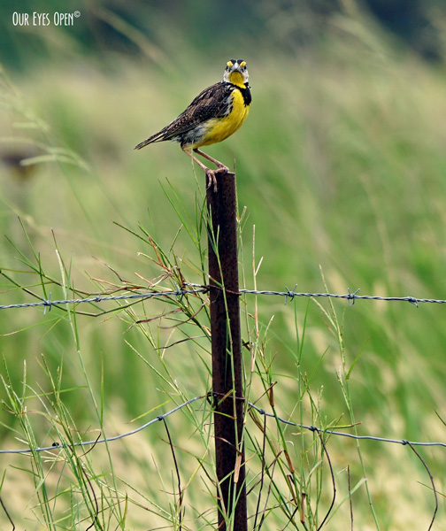 This male Eastern Meadowlark looked right at me as I took his picture.