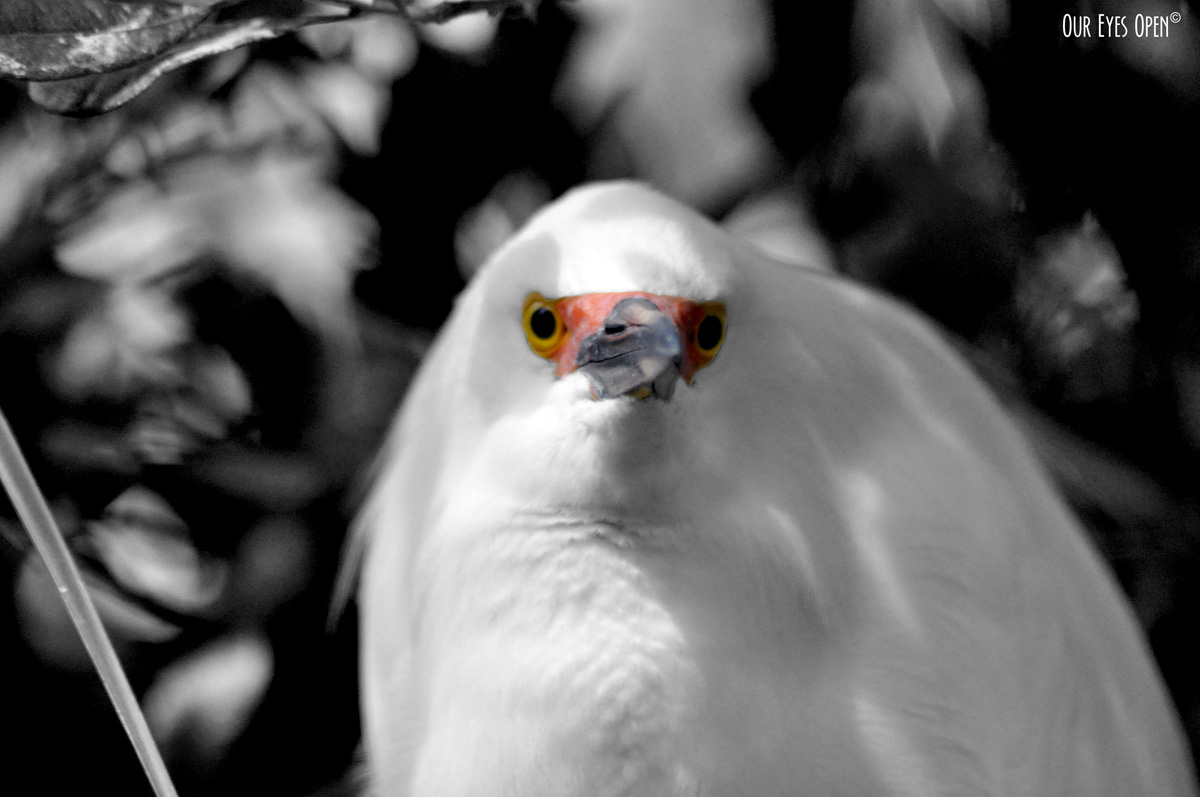 Bird Weekly – Photo Challenge – Birds In Black & White or Sepia