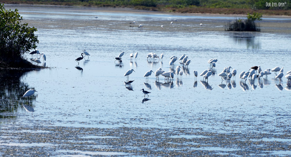 Flock of Great Egrets, Snowy Egrets, Sandpipers and Herons with their reflections cast in the mudflats at Merritt Island Wildlife Refuge in Titusville, Florida.