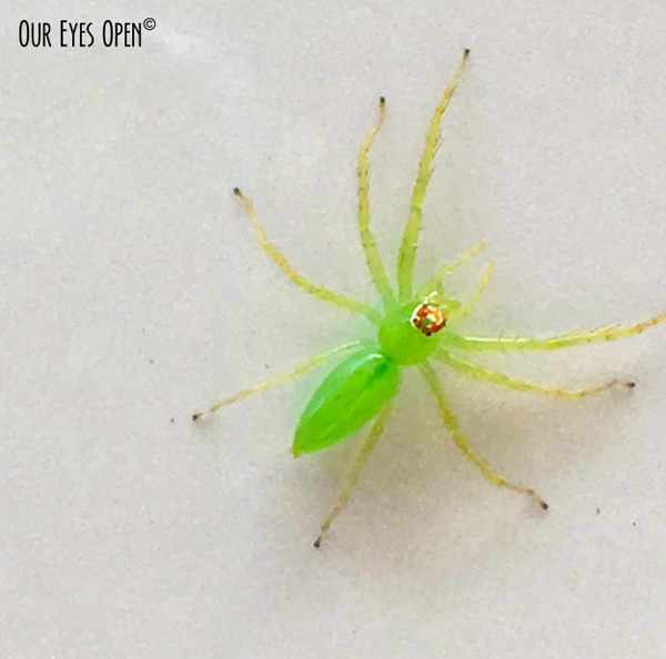 This small green spider was hanging on to the door of my car. It was smaller than a US dime - 1/2" (1.27 cm).