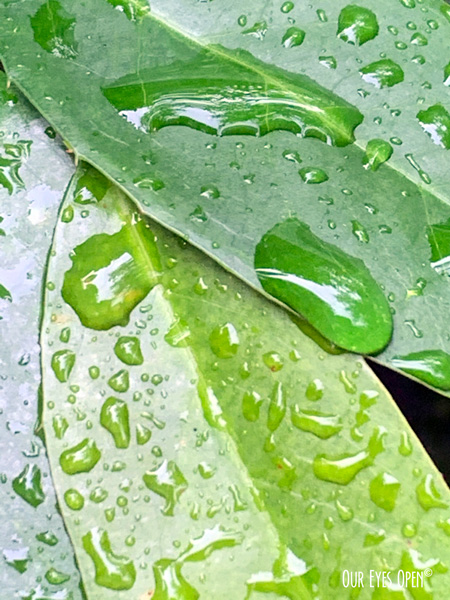 Ficus Tree leaves covered with raindrops captured after a rain shower.