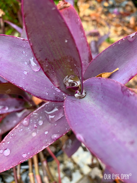 Purple plant (unknown) with water droplets in the backyard after after a rain.