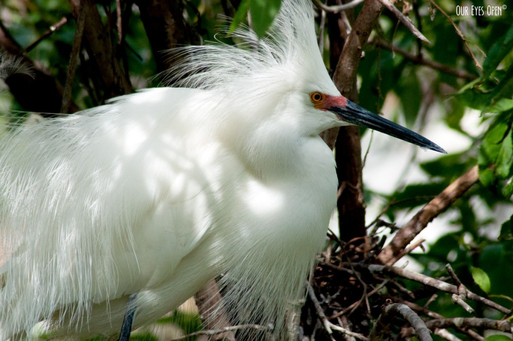 Bird Weekly – Photo Challenge – Birds Beginning with the Letter “E”
