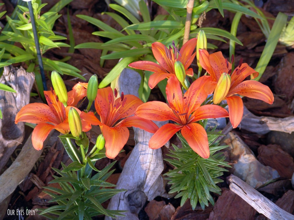 Quote – Spring – Week&nbsp;#16