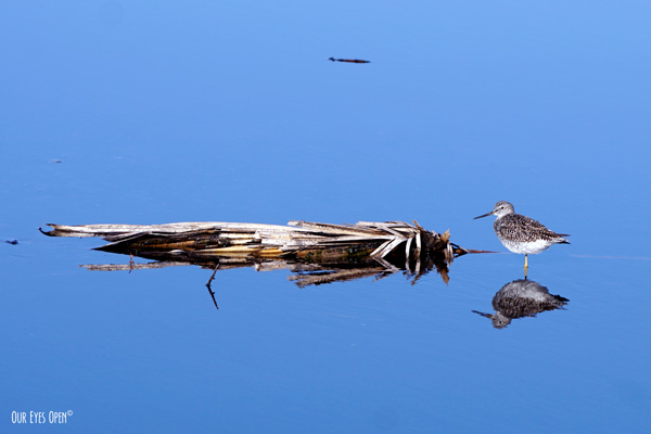 Lesser Yellowlegs standing near a fallen palm frond in shallow water with a beautiful reflection.