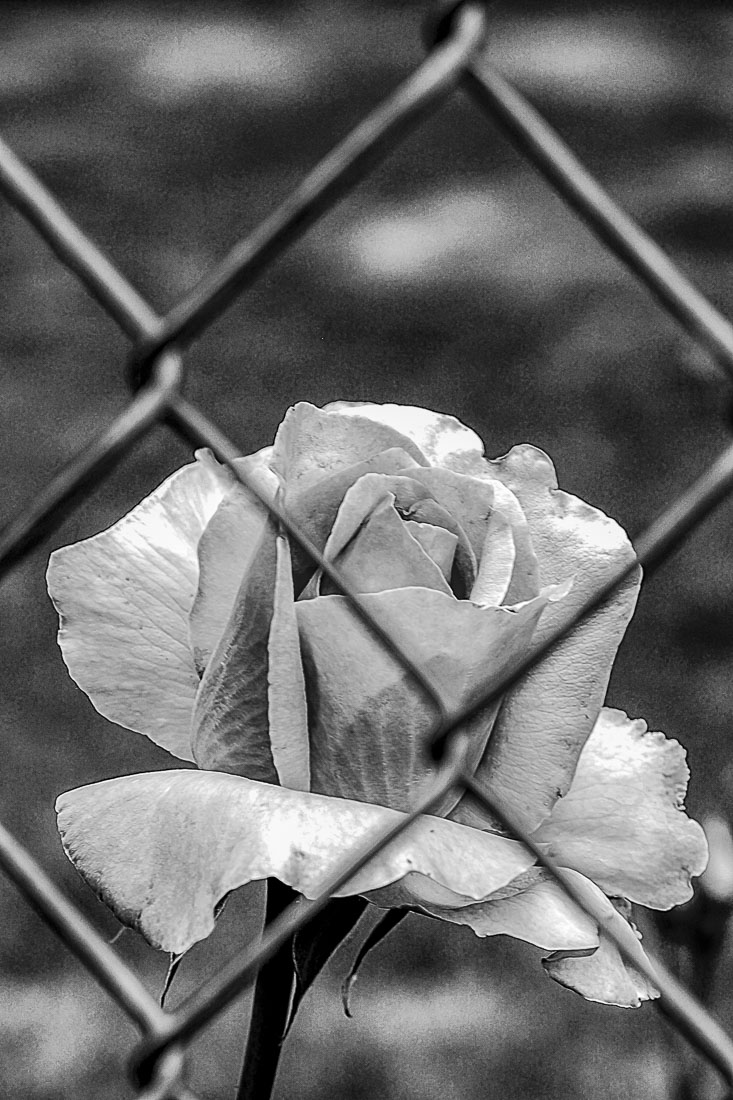 Black and White:  Easy Techniques to Try