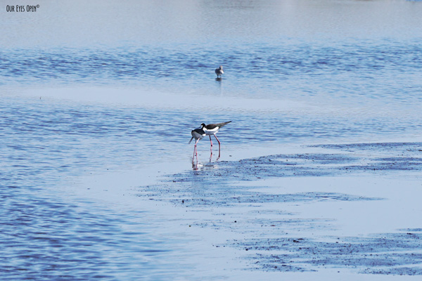 Black-necked Stilts foraging in the mudflats at St. Marks Wildlife Refuge.