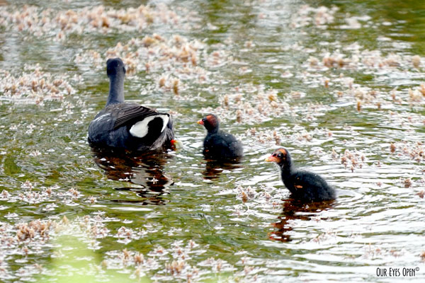 Common Gallinule with baby chicks at Merritt Island Wildlife Rescue in Titusville, Florida.