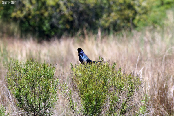 Male Common Grackle in the bush near where we were having a picnic yelling at the female to get some food from the humans.