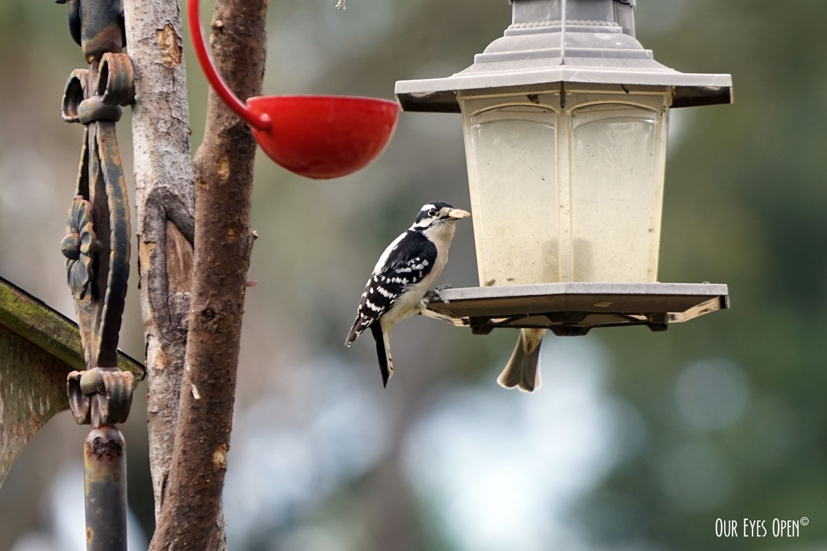 A-Z Challenge – D is for Downy Woodpecker