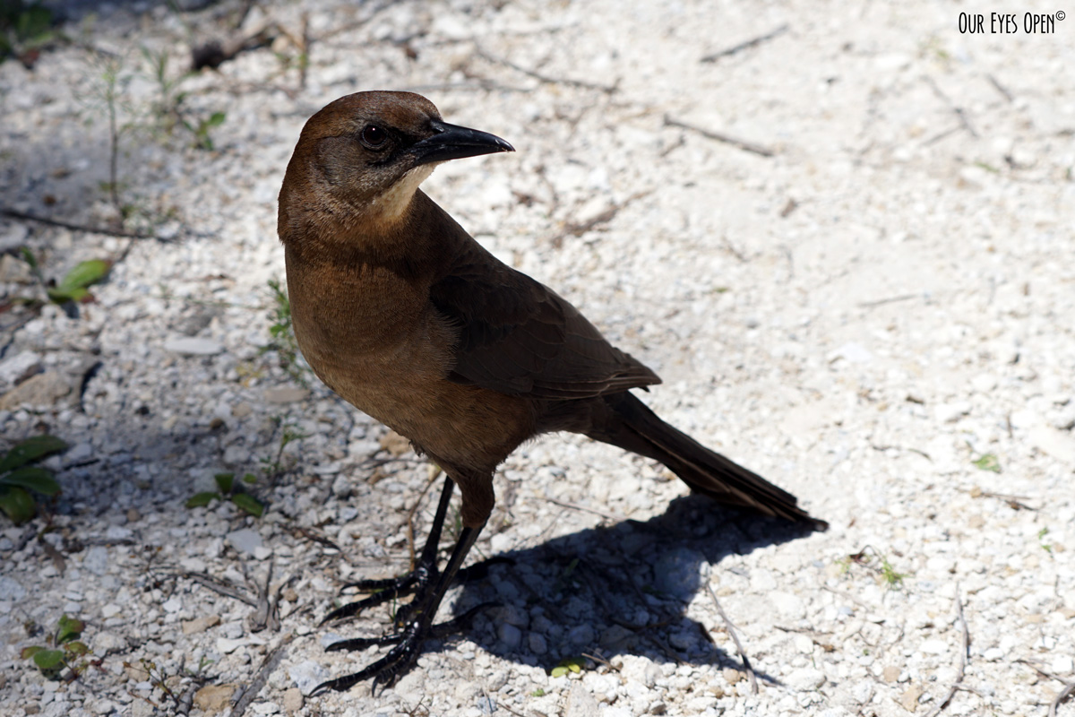 Bird Weekly – Photo Challenge – Birds Seen in the Past Two Weeks