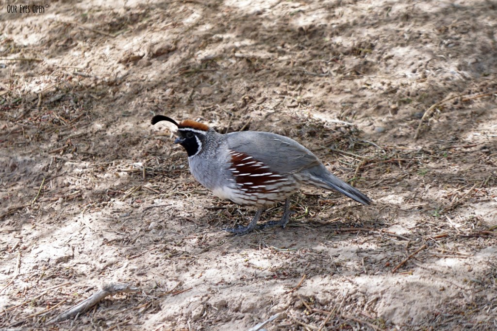 A-Z Challenge – Q is for&nbsp;Quail