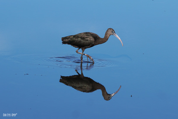 Glossy Ibis foraging for some minnows and Merritt Island Wildlife Refuge.