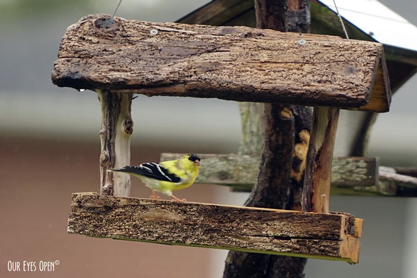 Male Goldfinch getting some chow at one of the new driftwood feeders that we built.
