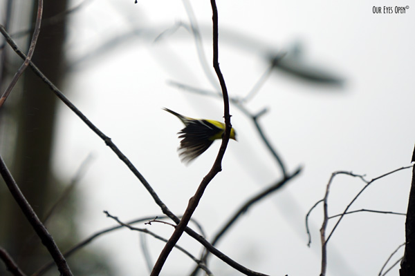 Goldfinch is flying from one of the high perches towards the feeders with gray skies behind him.