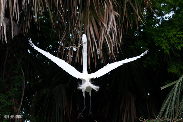 Great Egret was preparing to land near a nesting spot.