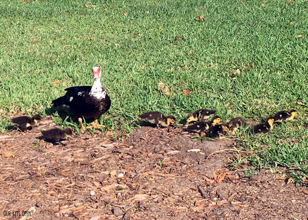 Domesticated Muscovy Duck with 11 baby chicks running around my chiropractors yard in Jacksonville, Florida.