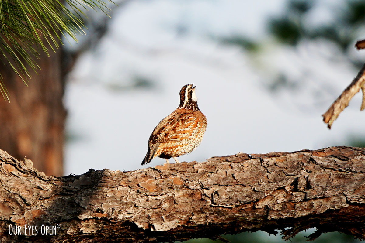 A-Z Challenge – U is for Upland Game Bird