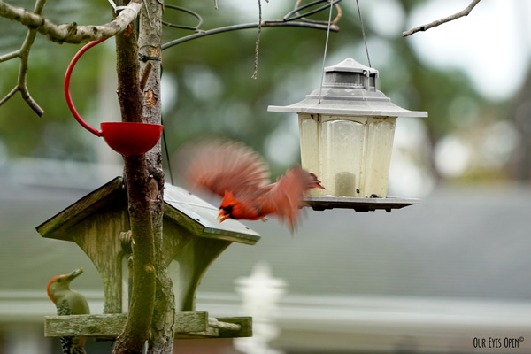 Northern Cardinal takes off with a peanut in his beak.