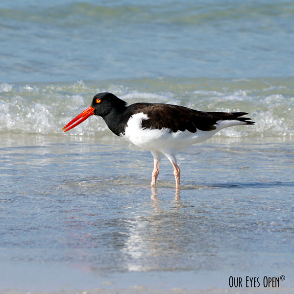 American Oystercatcher feeding for shellfish at the beach shore at Fort Desoto Park in Pinellas County, Florida near St. Petersburg.  The water was crystal clear that day.