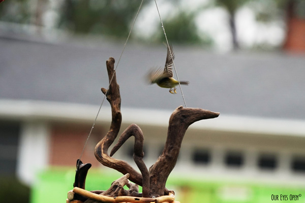 Pine Warbler is flying towards a feeder, preparing to land.