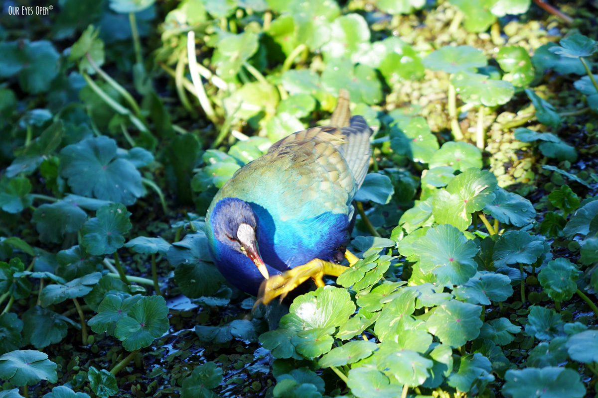 A-Z Challenge – G is for GALLINULE