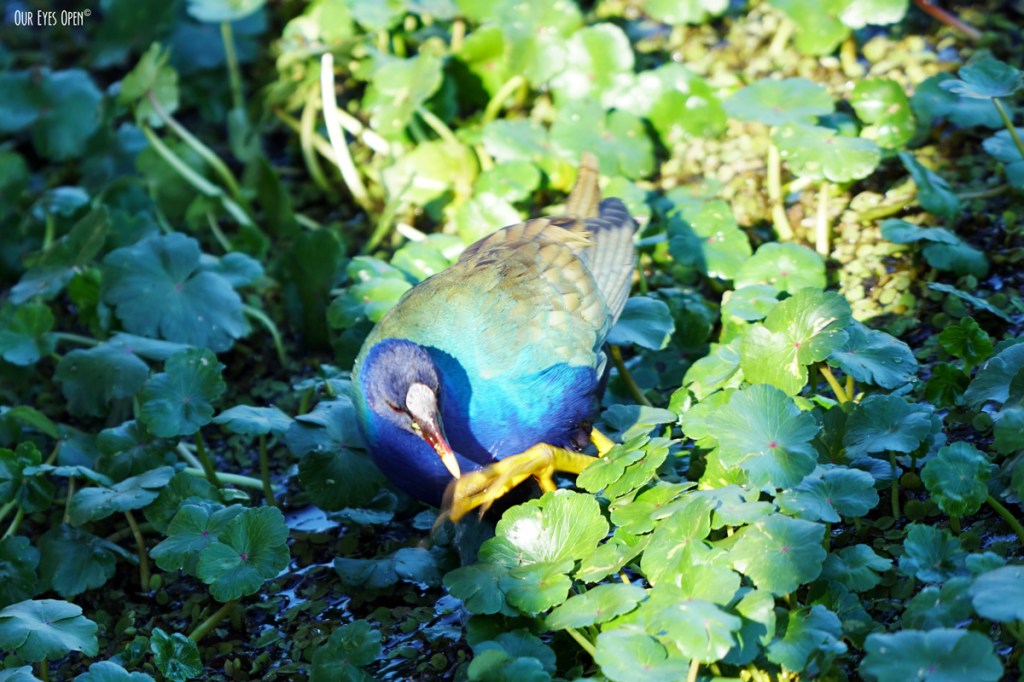 A-Z Challenge – G is for&nbsp;GALLINULE