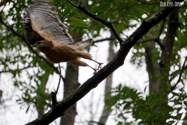 Red-shouldered Hawk got spooked and took off from his perch on a branch.