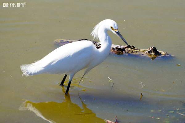 A-Z Challenge – E is for&nbsp;Egret