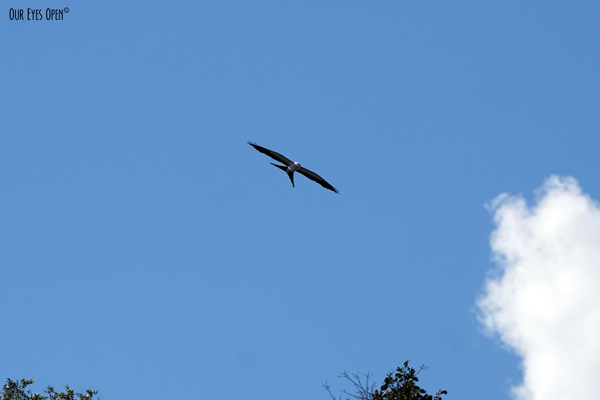 Swallow-tailed Kite flying high overhead looking for baby birds to eat for their next meal.