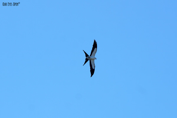 Swallow-tailed Kite flying over my house hunting for birds or squirrels to eat.