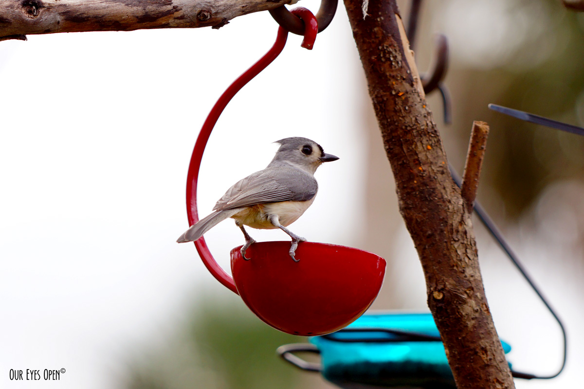 A-Z Challenge – T is for Titmouse