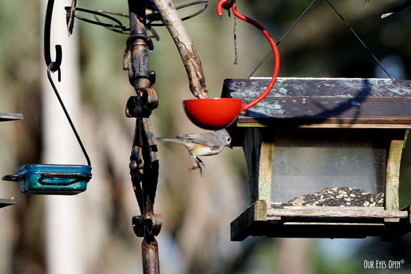 Tufted Titmouse flying a short distance from a blue feeder to the house feeder.  The action was taken in midair.