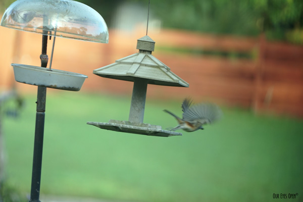 Tufted Titmouse taking off in flight from one of our feeders.