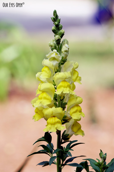 Yellow Snapdragon in my sister-in-law's garden.