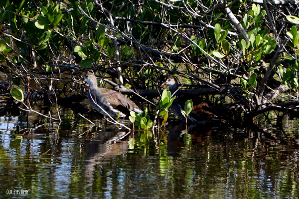 Two juvenile Common Gallinules are hiding the Mangroves at Merritt Island Wildlife Refuge in Titusville, Florida.