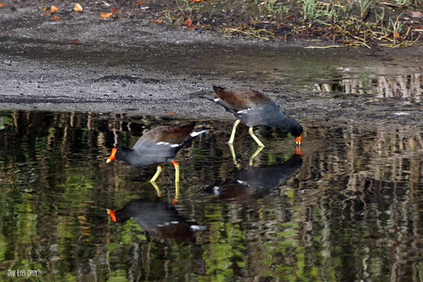 Adult Common Gallinules with the brown and black bodies and red/yellow beaks and legs are feeding in the mudflats in Florida.