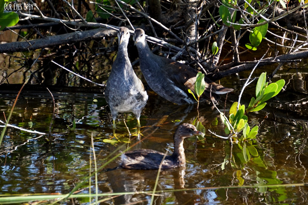 Two Juvenile Common Gallinules are caught looking at a Pied-billed grebe swimming by.