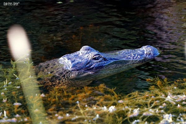 5-6 foot alligator was in pursuit of a family of Common Gallinules.  I was about 3 feet from him.