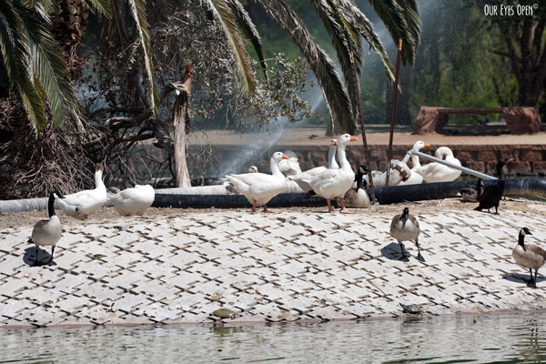 Geese hanging out at the fountain in Sunset Park in Las Vegas, Nevada.