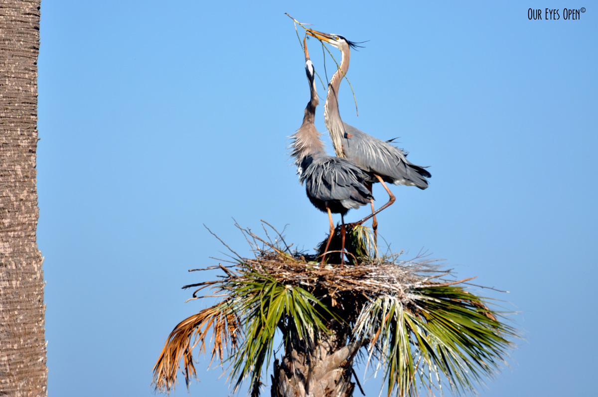 Bird Weekly – Photo Challenge – Birds With Color in their Name