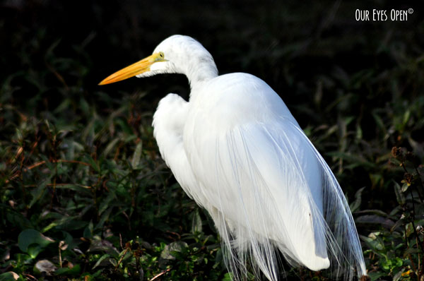 Great Egret that had just finished preening.