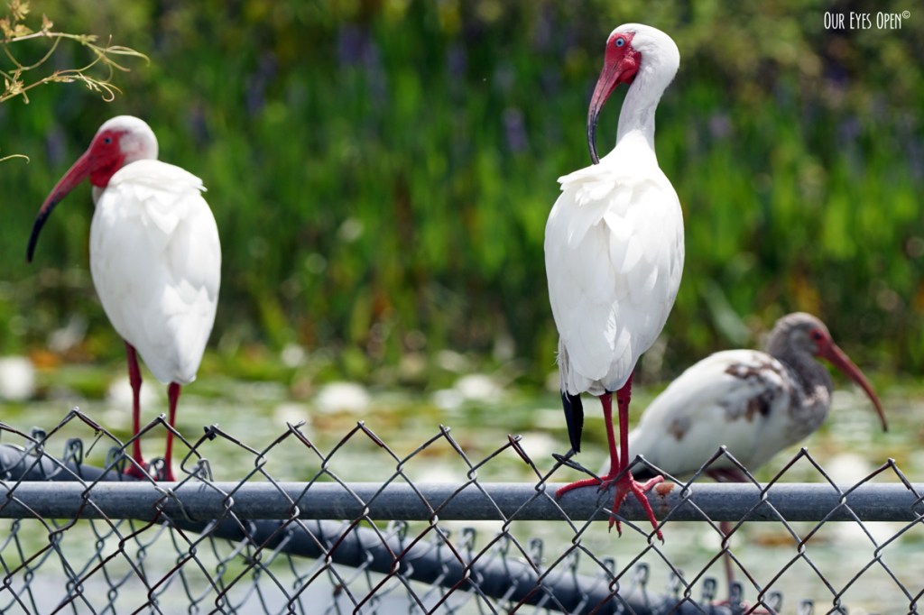 Thursday Trio –&nbsp;Ibises