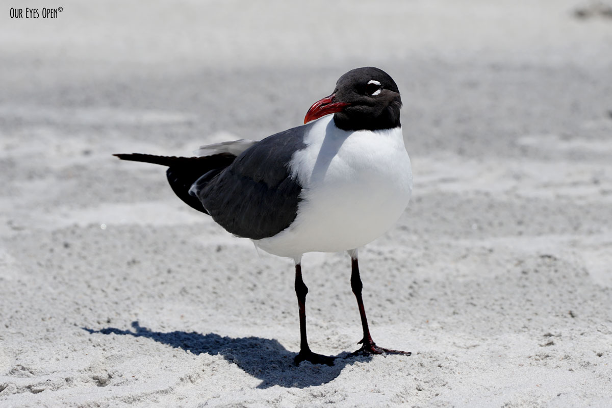 Bird Weekly – Photo Challenge – Birds Using Selective Color