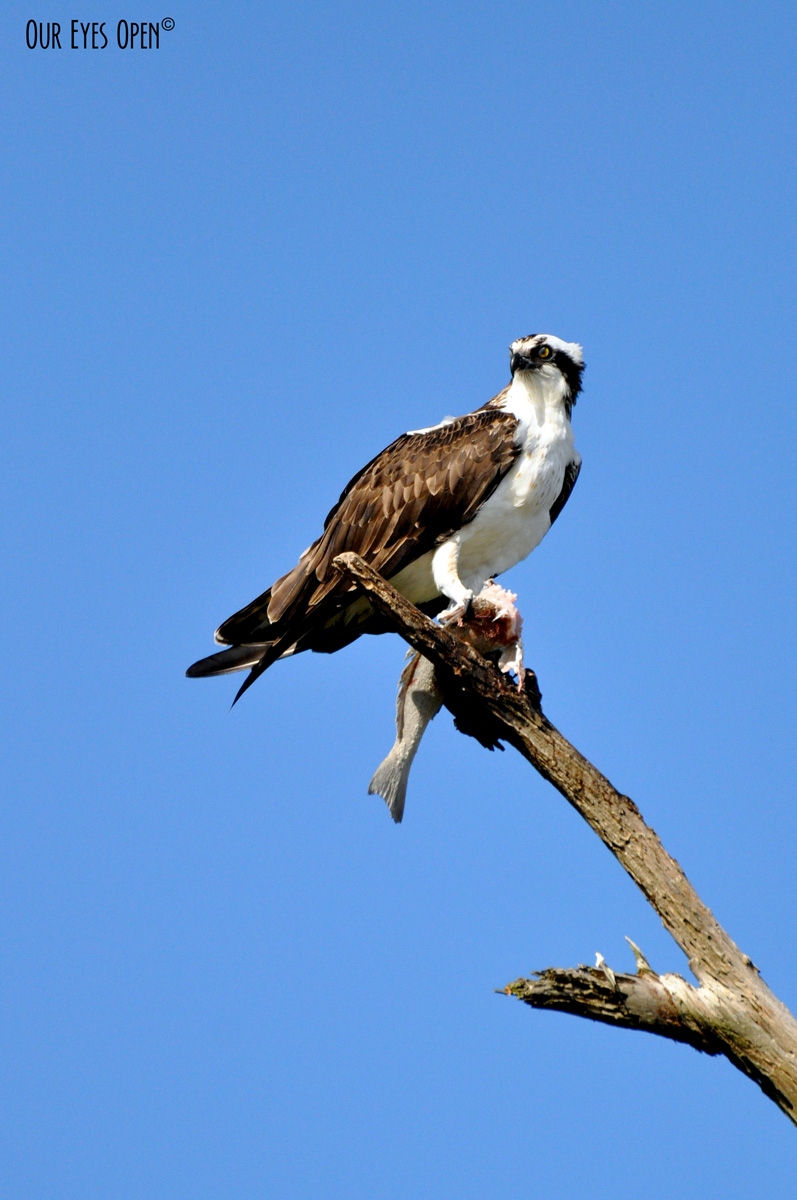 Bird Weekly – Photo Challenge – Birds Perched Up