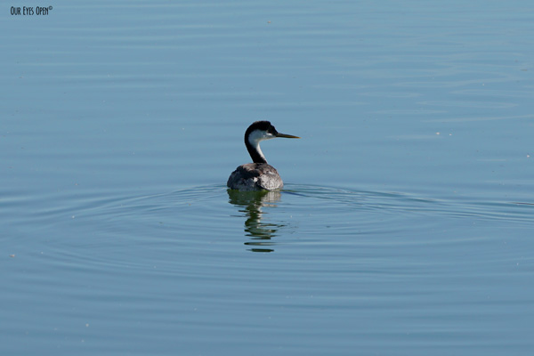 Western Grebe captured in Las Vegas, Nevada.
